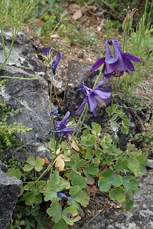 Aquilegia einseleana \ Einseles Akelei / Einsele's Columbine, D Botan. Gar.  Universit.  T&uuml;bingen 17.6.2017
