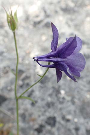 Aquilegia einseleana \ Einseles Akelei / Einsele's Columbine, D Botan. Gar.  Universit.  T&uuml;bingen 17.6.2017