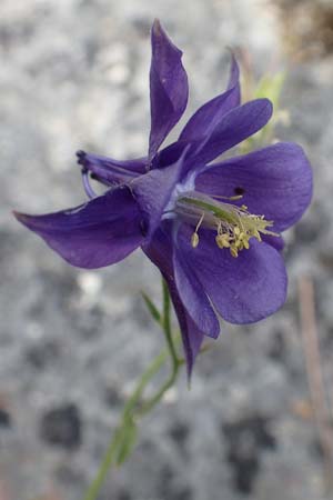 Aquilegia einseleana \ Einseles Akelei / Einsele's Columbine, D Botan. Gar.  Universit.  T&uuml;bingen 17.6.2017