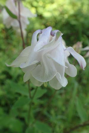 Aquilegia vulgaris \ Gemeine Akelei / Columbine, D Wagh&auml;usel-Wiesental 4.5.2018