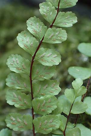Asplenium trichomanes subsp. quadrivalens \ Tetraploider Brauner Streifenfarn, Gew&ouml;hnlicher Brauner Streifenfarn / Tetraploid Spleenwort, D Morsbach 22.10.2018
