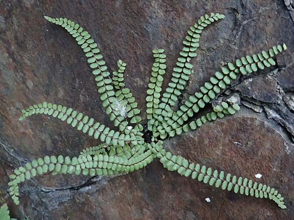 Asplenium trichomanes subsp. quadrivalens \ Tetraploider Brauner Streifenfarn, Gew&ouml;hnlicher Brauner Streifenfarn / Tetraploid Spleenwort, D Morsbach 22.10.2018