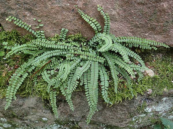 Asplenium trichomanes subsp. quadrivalens \ Tetraploider Brauner Streifenfarn, Gew&ouml;hnlicher Brauner Streifenfarn / Tetraploid Spleenwort, D Neckarsteinach 9.11.2018