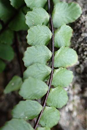 Asplenium trichomanes subsp. quadrivalens, Tetraploider Brauner Streifenfarn, Gew&ouml;hnlicher Brauner Streifenfarn