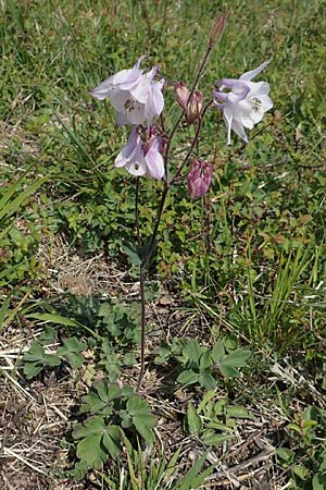 Aquilegia vulgaris \ Gemeine Akelei / Columbine, D Neuleiningen 14.5.2020
