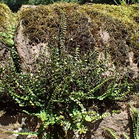 Asplenium trichomanes subsp. quadrivalens \ Tetraploider Brauner Streifenfarn, Gew&ouml;hnlicher Brauner Streifenfarn / Tetraploid Spleenwort, D Bad K&ouml;nig 20.7.2024