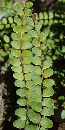 Asplenium trichomanes subsp. quadrivalens \ Tetraploider Brauner Streifenfarn, Gew&ouml;hnlicher Brauner Streifenfarn / Tetraploid Spleenwort, D Bad K&ouml;nig 20.7.2024
