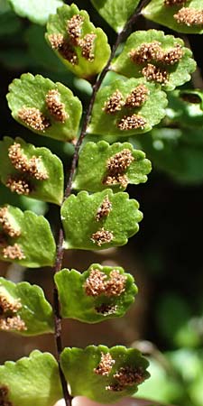Asplenium trichomanes subsp. quadrivalens \ Tetraploider Brauner Streifenfarn, Gew&ouml;hnlicher Brauner Streifenfarn / Tetraploid Spleenwort, D Bad K&ouml;nig 20.7.2024