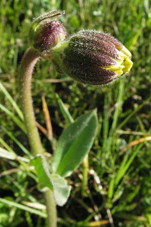 Arnica montana \ Bergwohlverleih, Arnika / Mountain Arnica, D Schwarzwald/Black-Forest, Sch&ouml;nau 18.5.2007