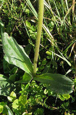 Arnica montana \ Bergwohlverleih, Arnika / Mountain Arnica, D Schwarzwald/Black-Forest, Sch&ouml;nau 18.5.2007