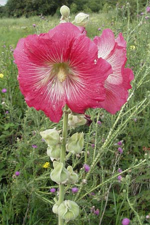 Alcea rosea \ Stockrose / Common Hollyhock, D Mannheim 28.6.2007