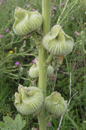 Alcea rosea \ Stockrose / Common Hollyhock, D Mannheim 28.6.2007