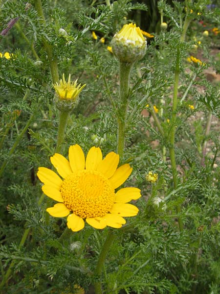 Anacyclus radiatus \ Gelber Bertram / Yellow Anacyclus, D Botan. Gar.  Universit.  Mainz 11.7.2009
