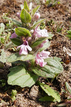 Ajuga genevensis \ Genfer G�nsel, Heide-G�nsel / Blue Bugle, D Mannheim 29.4.2015