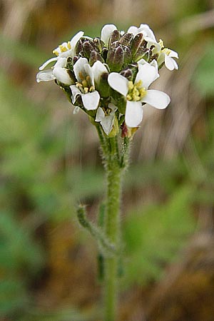 Arabis hirsuta \ Rauhaarige G�nsekresse / Hairy Rock-Cress, D N&uuml;dlingen 9.5.2015