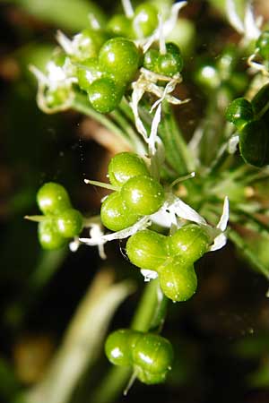 Allium ursinum \ B�r-Lauch / Ramsons, D Hockenheim 10.5.2015
