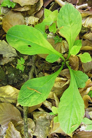 Ajuga reptans \ Kriechender G�nsel / Bugle, D Bruchsal 21.5.2015