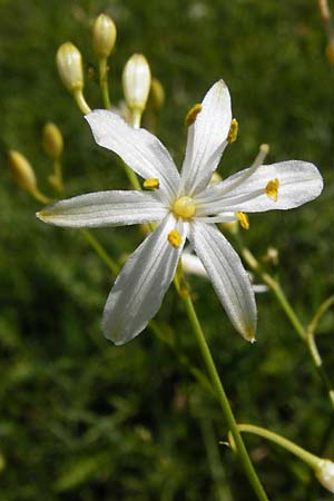 Anthericum ramosum \ �stige Graslilie, Rispen-Graslilie / Branched St. Bernard's Lily, D Allmendingen 10.7.2015