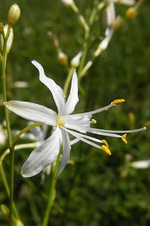 Anthericum ramosum \ �stige Graslilie, Rispen-Graslilie / Branched St. Bernard's Lily, D Allmendingen 10.7.2015