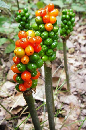 Arum maculatum \ Aronstab / Cuckoo Pint, D Weinheim an der Bergstra&szlig;e 20.7.2015