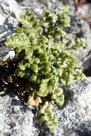 Asplenium ruta-muraria \ Gew�hnliche Mauerraute / Wall-Rue, D Fridingen 3.6.2015