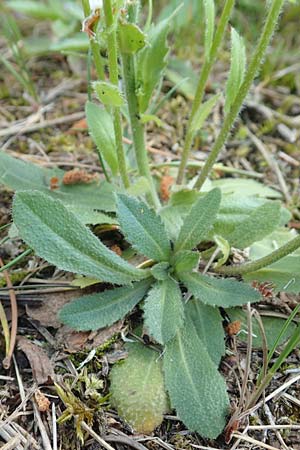 Arabis hirsuta \ Rauhaarige G�nsekresse / Hairy Rock-Cress, D Pfronten 28.6.2016