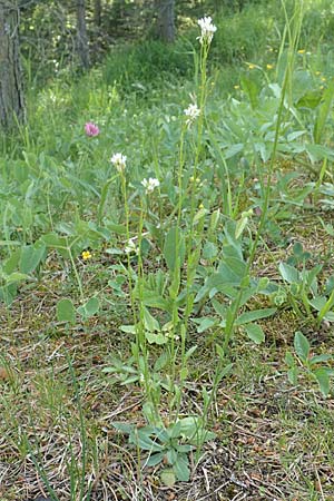 Arabis hirsuta \ Rauhaarige G�nsekresse / Hairy Rock-Cress, D Pfronten 28.6.2016