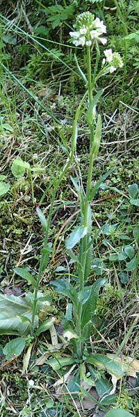 Arabis hirsuta \ Rauhaarige G�nsekresse / Hairy Rock-Cress, D Pfronten 28.6.2016