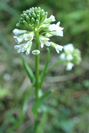 Arabis hirsuta \ Rauhaarige G�nsekresse / Hairy Rock-Cress, D Pfronten 28.6.2016