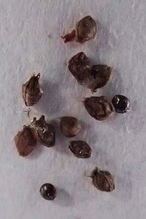 Amaranthus rudis \ Wasserhanf / Water Hemp, D Mannheim 27.10.2016