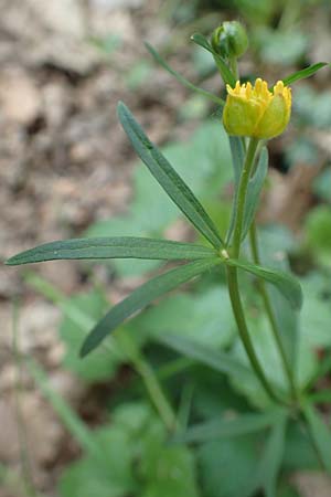 Ranunculus arundo \ Angelruten-Gold-Hahnenfu� / Fishing-Rod Goldilocks, D Wachtberg-Berkum 23.4.2017