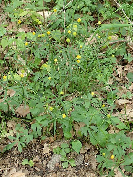 Ranunculus arundo \ Angelruten-Gold-Hahnenfu� / Fishing-Rod Goldilocks, D Wachtberg-Berkum 23.4.2017