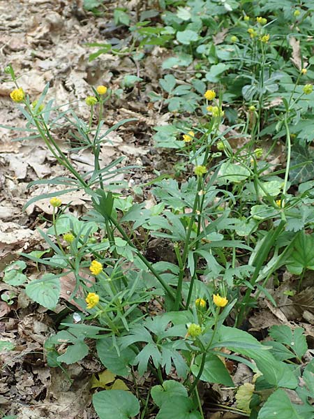 Ranunculus arundo \ Angelruten-Gold-Hahnenfu� / Fishing-Rod Goldilocks, D Wachtberg-Berkum 23.4.2017