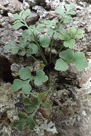 Asplenium ruta-muraria \ Gew�hnliche Mauerraute / Wall-Rue, D Heidelberg 22.9.2017