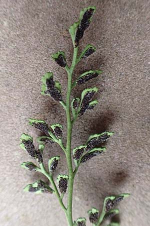 Asplenium ruta-muraria \ Gew�hnliche Mauerraute / Wall-Rue, D Heidelberg 22.9.2017