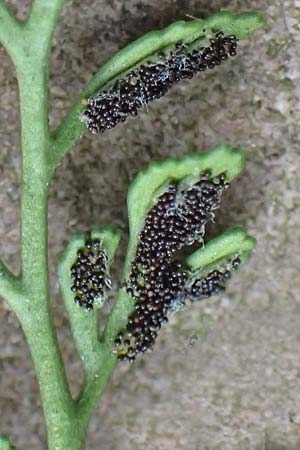 Asplenium ruta-muraria \ Gew�hnliche Mauerraute / Wall-Rue, D Heidelberg 22.9.2017