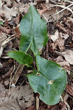 Arum maculatum \ Aronstab / Cuckoo Pint, D Schwetzingen 13.3.2018