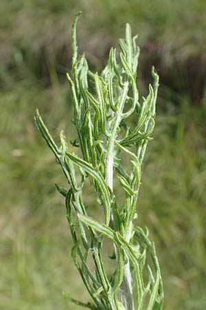 Artemisia pontica ? \ Pontischer Beifu�, R�mischer Wermut / Roman Wormwood, D Kaiserstuhl,  Badberg 25.6.2018