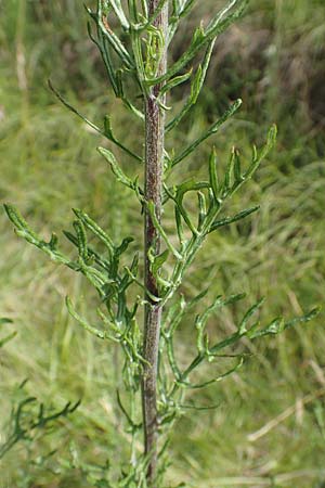 Artemisia pontica ? \ Pontischer Beifu�, R�mischer Wermut / Roman Wormwood, D Kaiserstuhl,  Badberg 25.6.2018