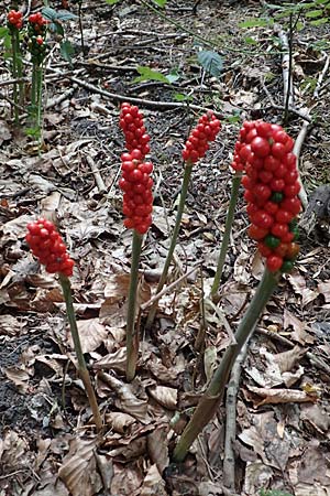 Arum maculatum \ Aronstab / Cuckoo Pint, D Herne-Wanne 10.7.2018