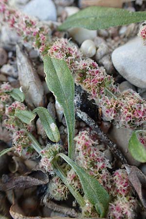 Amaranthus rudis \ Wasserhanf / Water Hemp, D Mannheim 14.10.2018