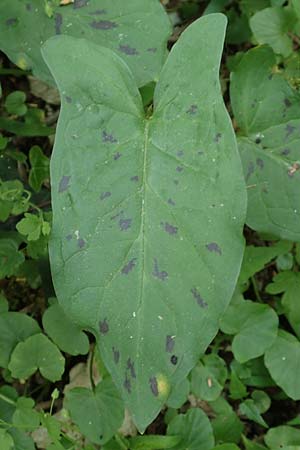 Arum maculatum \ Aronstab / Cuckoo Pint, D Leverkusen 24.4.2019