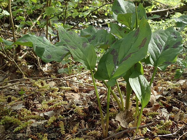Arum maculatum \ Aronstab / Cuckoo Pint, D Schalksm&uuml;hle 25.4.2019