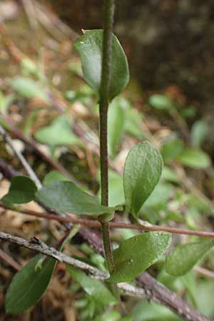Arabis procurrens \ Ungarische G�nsekresse, Karpaten-Schaumkresse / Running Rock-Cress, D Weinheim an der Bergstra&szlig;e 29.4.2019