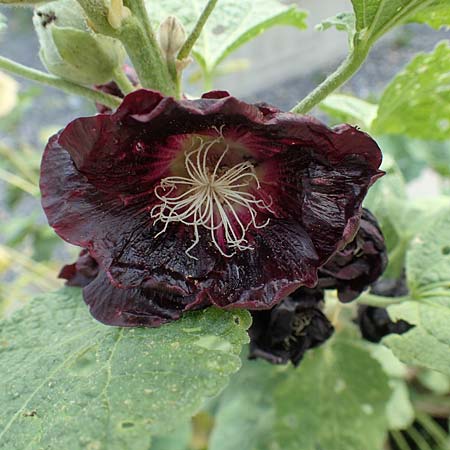 Alcea rosea forma nigra \ Schwarze Stockrose / Black Hollyhock, D Essen 27.7.2019
