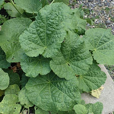 Alcea rosea forma nigra \ Schwarze Stockrose / Black Hollyhock, D Essen 27.7.2019