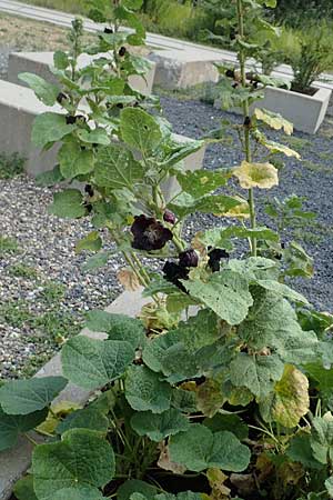 Alcea rosea forma nigra \ Schwarze Stockrose / Black Hollyhock, D Essen 27.7.2019