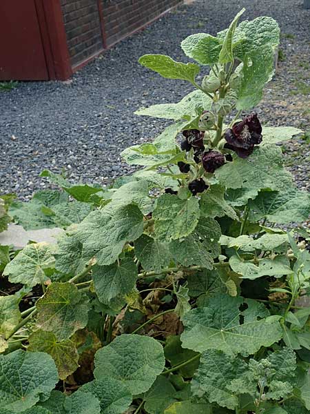 Alcea rosea forma nigra \ Schwarze Stockrose / Black Hollyhock, D Essen 27.7.2019