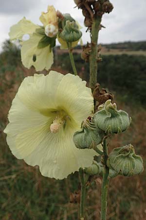 Alcea rosea \ Stockrose / Common Hollyhock, D Gr&uuml;nstadt-Asselheim 9.9.2019