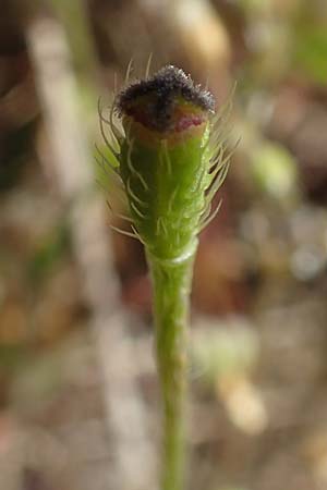 Papaver argemone \ Sand-Mohn / Prickly Poppy, D Wagh&auml;usel-Wiesental 15.4.2020